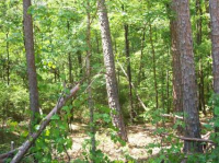 7 Lots & 49.98 Acres Holiday Shores, Abbeville, AL Image #8031661