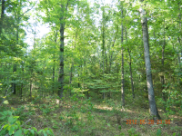 40 acres off Hwy 164, Hagarville, AR Image #7579983