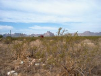 photo for 58151 W CAMELBACK Road