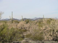 9765 N. Blue Bonnet Road, Tucson, AZ Image #7669840