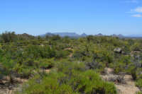 398xx E Cave Creek Road, Scottsdale, AZ Image #7686632