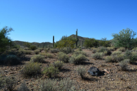 51xx E DESERT HILLS Drive, Cave Creek, AZ Image #8055878