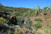 51xx E DESERT HILLS Drive, Cave Creek, AZ Image #8055894