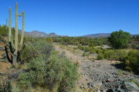 51xx E DESERT HILLS Drive, Cave Creek, AZ Image #8055895