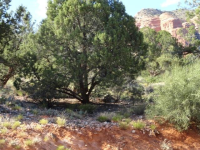 50 Fox Trail Loop, Sedona, AZ Image #9366002