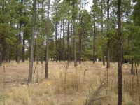 1672 Merzville Rd Lot 27 Forest Lakes, Forest Lakes, AZ Image #9367725