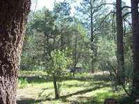 2146 Indian Trail, Overgaard, AZ Image #9368550