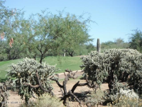 2383 E Desert Pueblo Pass, Green Valley, AZ Image #9429972