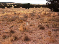 91 Antelope, Ash Fork, AZ Image #9695894