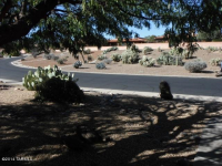 3911 S Via Del Trogon, Green Valley, AZ Image #9887361