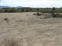 16775 S Douglas Ln, Yucca, AZ Image #9953420