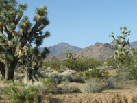 2254 Javalina Road, Yucca, AZ Image #9953505