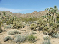 0000 Kinnard Road, Yucca, AZ Image #9953559