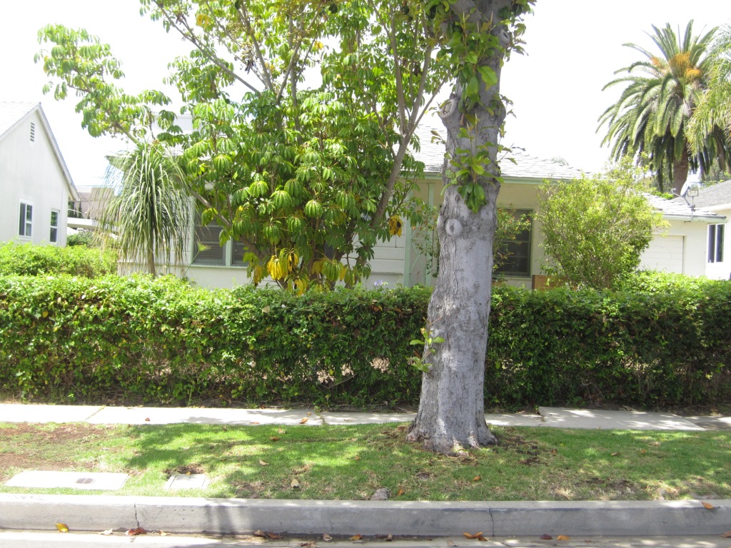 3709 Tilden Ave, Los Angeles, CA Main Image