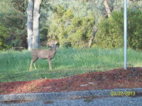 43375 Oak Grove Ct E, Coarsegold, California Image #5905328