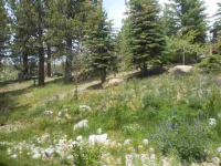 865 Majestic Pines Drive, Mammoth Lakes, California  Image #6804748