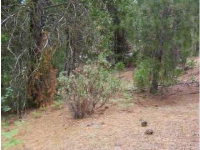 Lot 48 Meadow Lane So., North Fork, CA Image #7550478