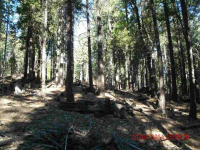 2149 Sugar Pine Trail, Quincy, CA Image #9971099