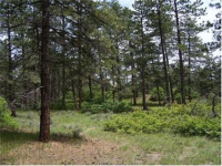 1687 Wild Timber Court, Franktown, CO Image #9586779