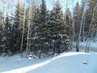 297 Banner Trail, Florissant, CO Image #9587481
