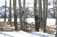 43 Gloria Place Lot 26, Blk 26, F4, Crested Butte, Crested Butte, CO Image #9966499