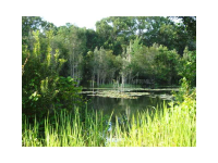 5051 Hartwell Loop, Land O Lakes, Florida  Image #7265443