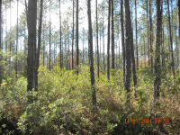 photo for LOT 48 MILLWOOD PLAN