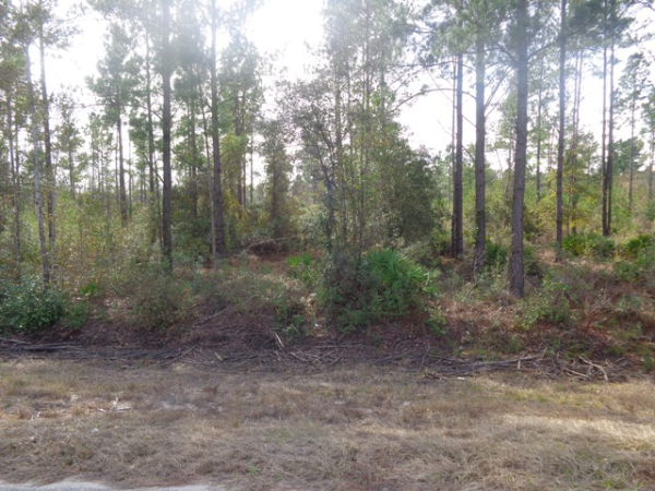 Lot 18 Buster Phillips Road, Ludowici, GA Main Image