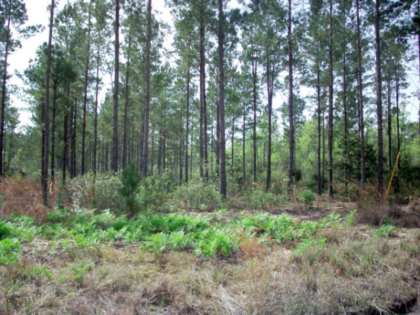 Lot 26 Groover Tract, Ludowici, GA Main Image
