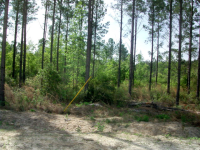 Lot 26 Groover Tract, Ludowici, GA Image #10067277