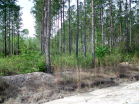 Lot 26 Groover Tract, Ludowici, GA Image #10067274