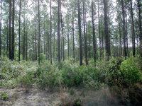 Lot 26 Groover Tract, Ludowici, GA Image #10067278