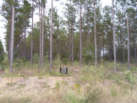 Lot 22 Groover Tract, Ludowici, GA Image #10067283