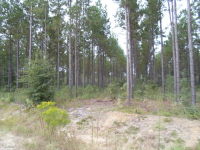 Lot 22 Groover Tract, Ludowici, GA Image #10067284