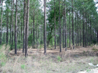 Lot 8 Groover Tract, Ludowici, GA Image #10067296