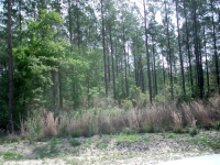 Lot 8 Groover Tract, Ludowici, GA Image #10067297