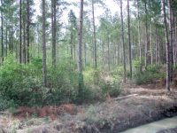 Lot 12 Groover Tract, Ludowici, GA Image #10067300