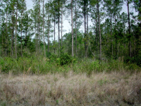 Lot 12 Groover Tract, Ludowici, GA Image #10067302