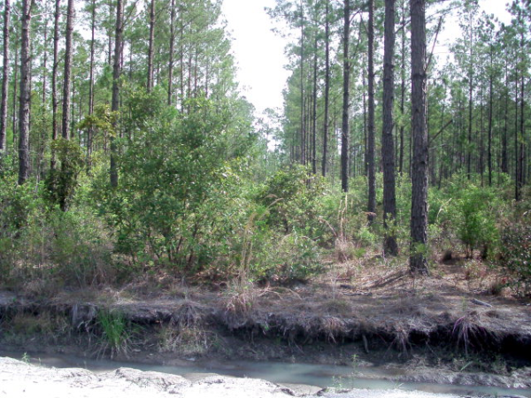 Lot 27 Groover Tract, Ludowici, GA Main Image