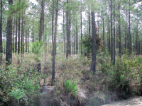 Lot 27 Groover Tract, Ludowici, GA Image #10067305