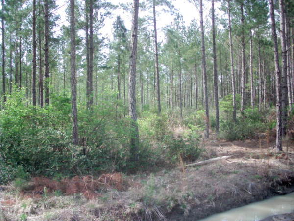 Lot 20 Groover Tract, Ludowici, GA Main Image