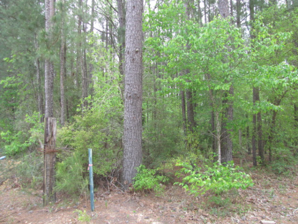 Red Cut Hill Rd Tract 4, Leesville, LA Main Image