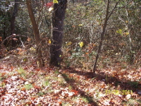photo for LOT 64 COWEE MOUNTAIN