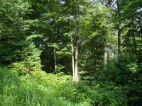 0 Quiet Mountain Trail Trail, Other-North Carolina, NC Image #8771409