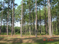 photo for 7 Redbud Lane, Lot 111Lot 111, Millers P