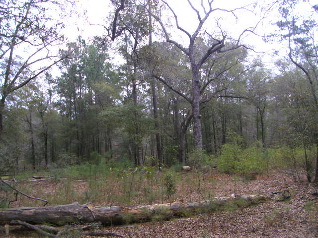 Lot A-1 Mill Springs Rd, Hollywood, SC Main Image