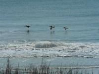 14290 Ocean Hwy, Pawleys Island, South Carolina Image #5499547