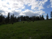 1949 Scott Rd, Rice, Washington  Image #7108191
